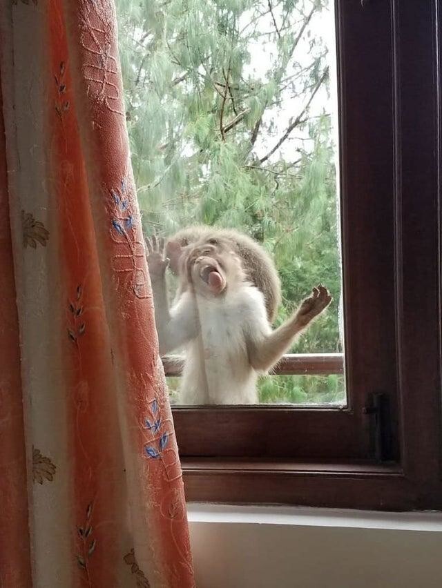 Когда моя мама позвонила и сказала, что за окном обезьяны, я ей конечно не поверила. Но как выяснилось, они просто сбежали из цирка-шапито