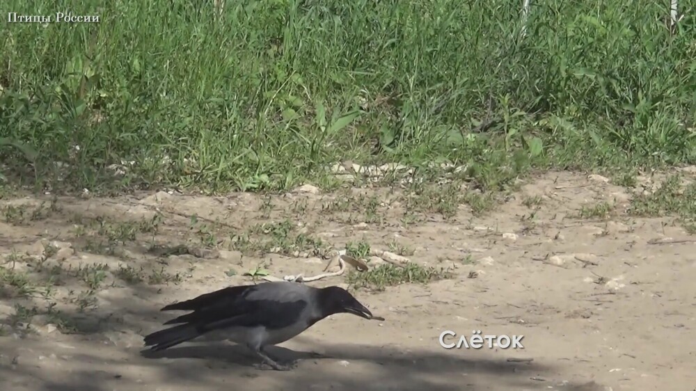 Ворон 11. У ворона 2 жизни. Защита от ворон на участке.