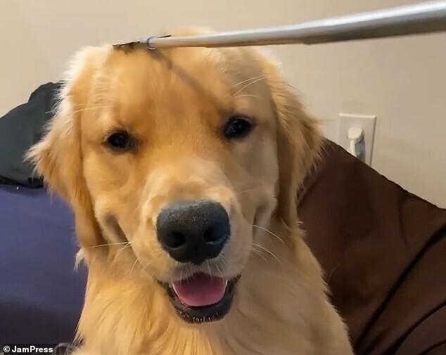 Видео: как чесалка может изменить настроение собаки за 1 секунду