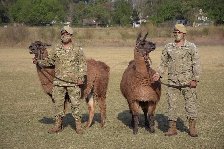 Армия Аргентины вооружилась боевыми ламами