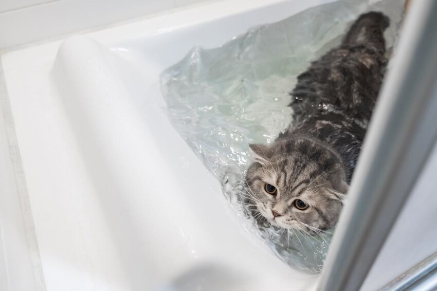 Ванна для любимицы: можно ли купать кошек, и с какой периодичностью надо это делать?