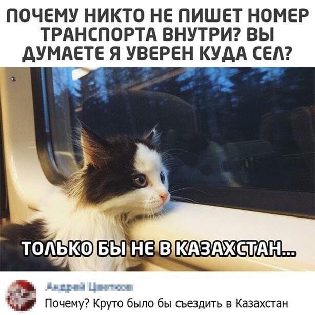 Прикольные и смешные картинки