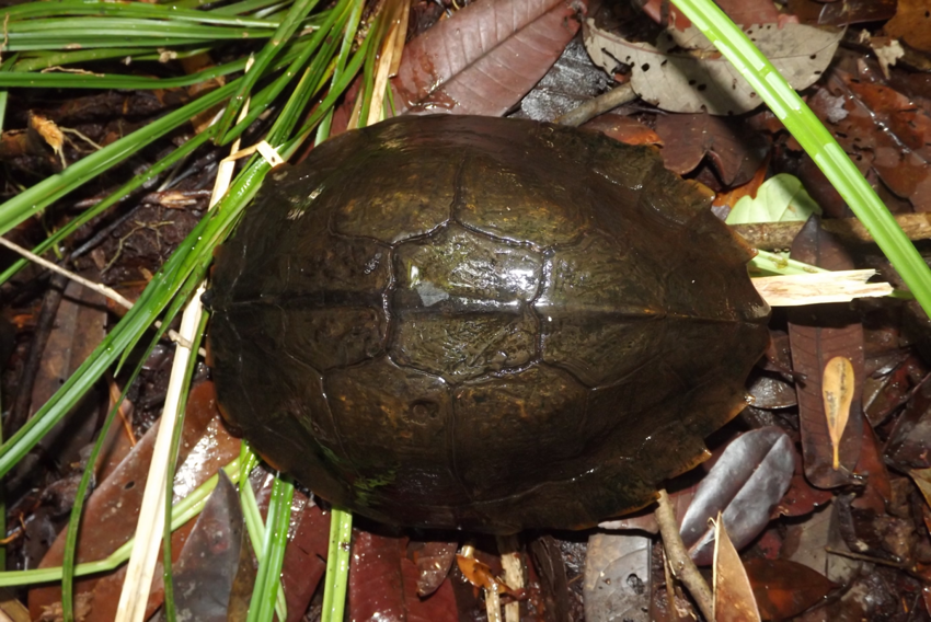 Колючая черепаха: Бритвенно острые сюрикены. Зачем рептилиям лезвия на панцире?