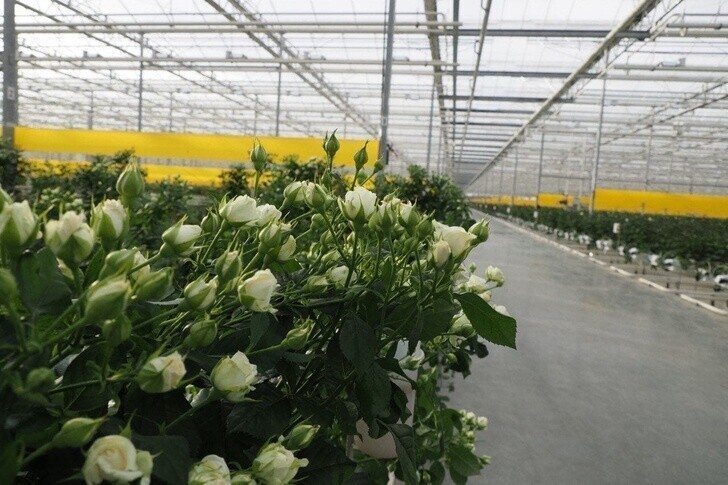 В Мордовии открыта вторая очередь тепличного комплекса по выращиванию цветов
