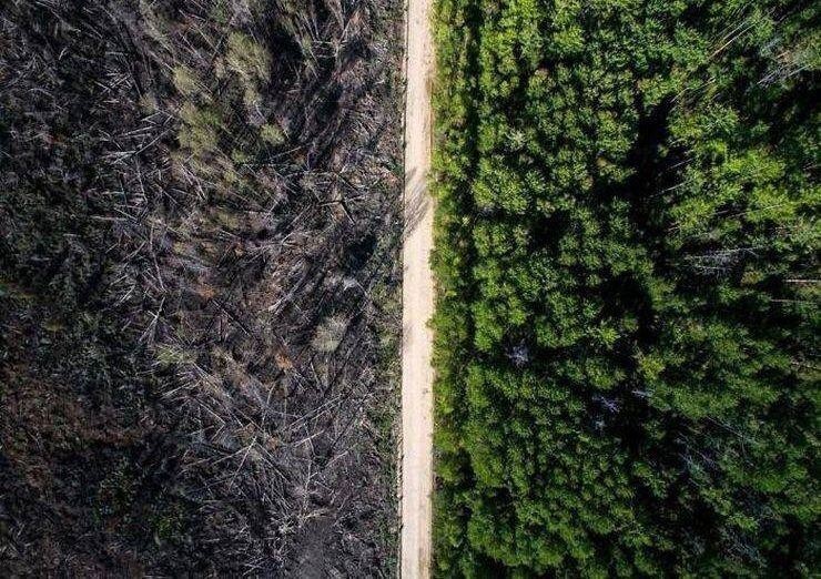 Дорога, остановившая лесной пожар