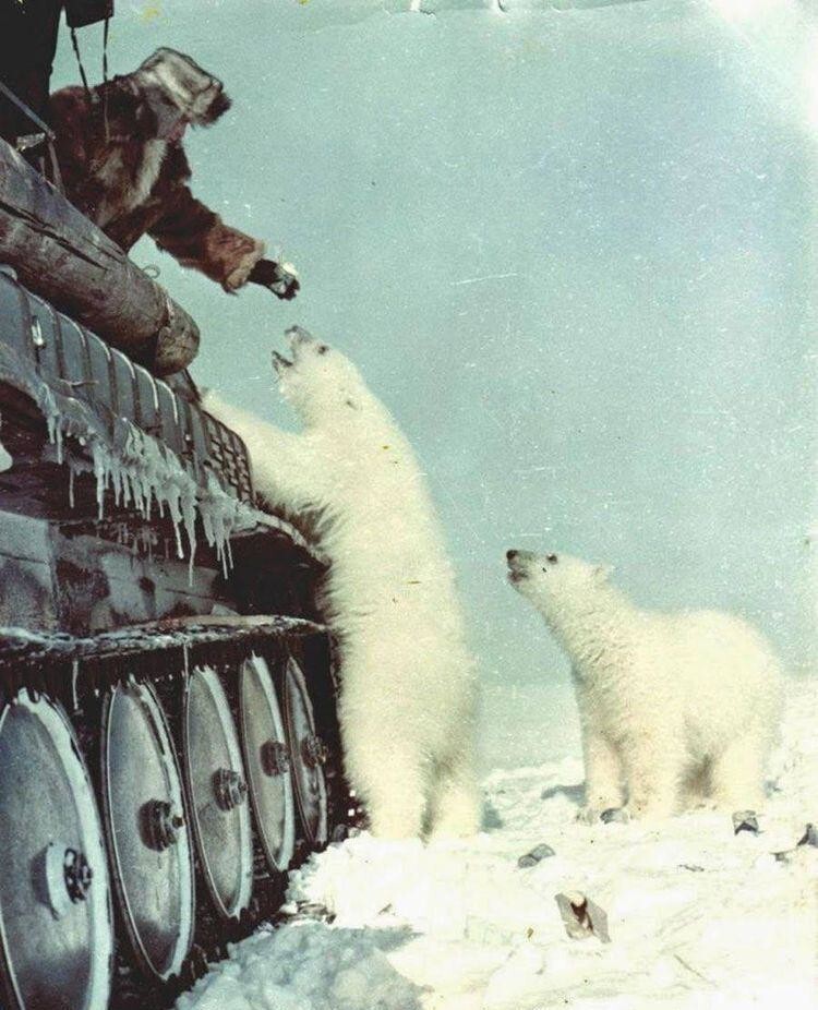 Советский солдат кормит сгущённым молоком белых медведей, 1950 год