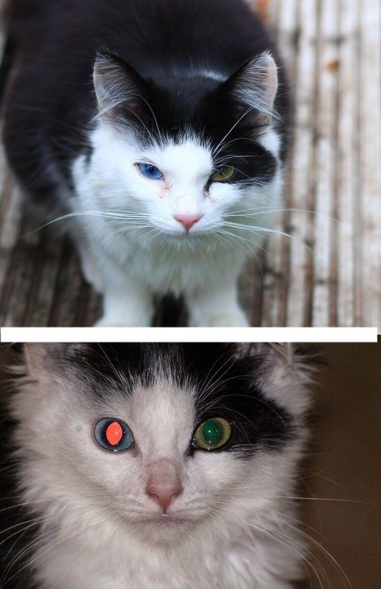 «У моего кота Домино гетерохромия, побочный эффект которой заключается в том, что его глаза отражают свет по-разному, заставляя его выглядеть как Терминатор!»