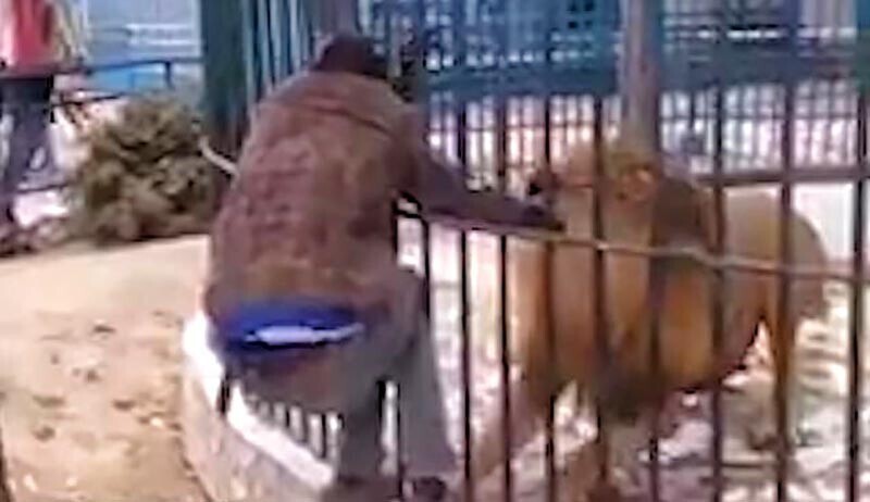 Лев схватил за руку работника зоопарка, когда тот пытался погладить его