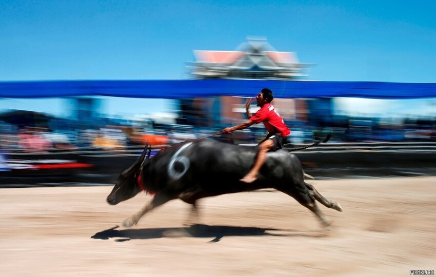 В провинции Чонбури на востоке Таиланда проходят ежегодные гонки на буйволах