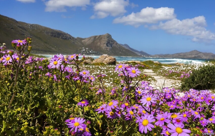 Цветение весенних полевых цветов на Капском полуострове в Южной Африке