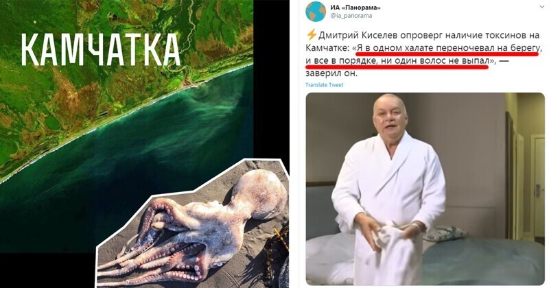 "У осьминогов просто упал сахар": жесткая реакция соцсетей на камчатскую трагедию
