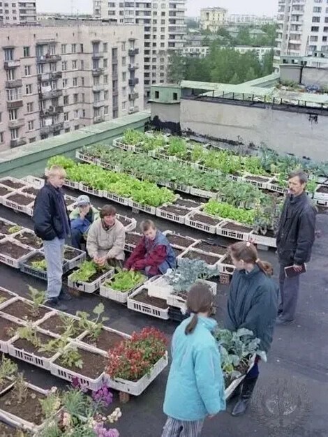 Выращивание овощей на крыше одного из домов Санкт-Петербурга, 90-е