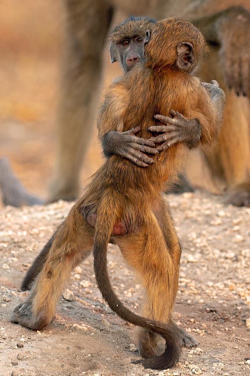 45-летняя Мишель ван дер Вальт (Michelle van der Walt) в Национальном парке Чобе, Южная Африка, заметила двух обнимающихся друг с другом детёнышей бабуинов