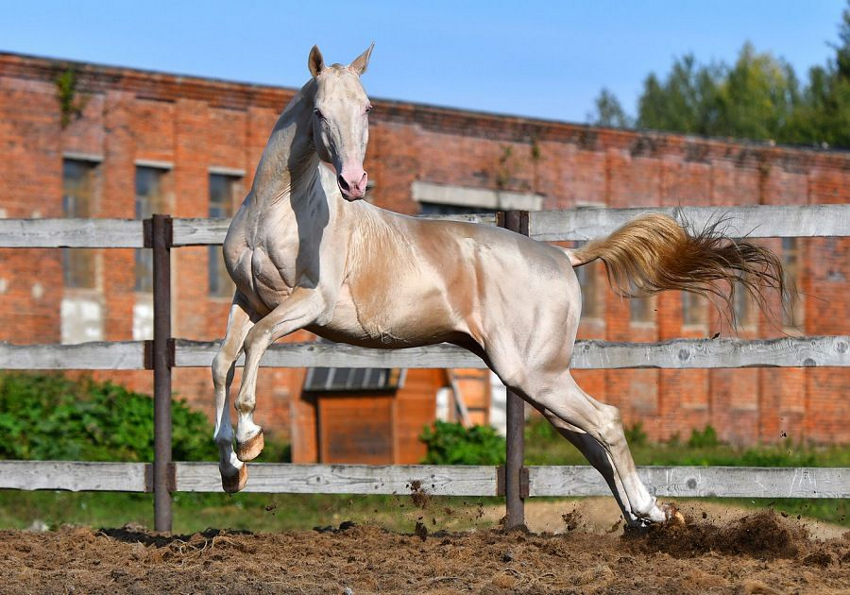 Ахалтекинец: Способности «совершенной» породы лошадей. Почему она претендует на идеал?