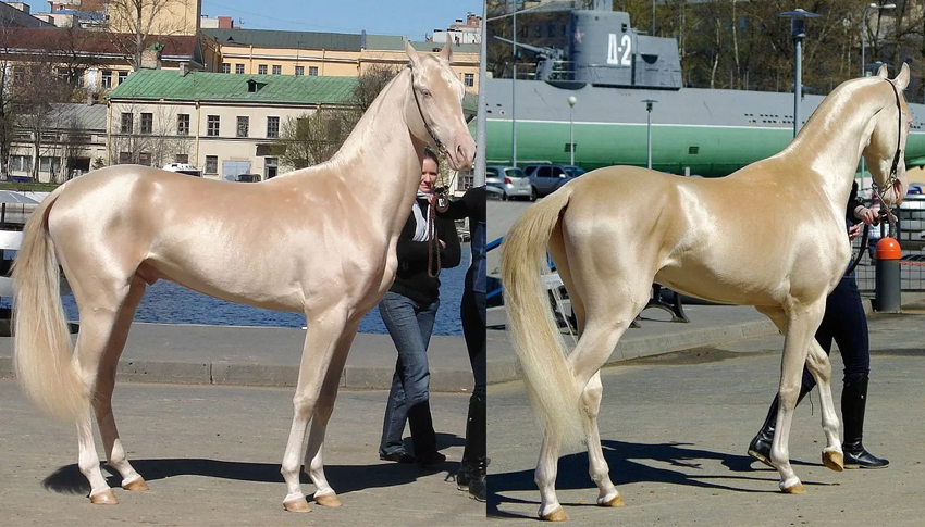 Ахалтекинец: Способности «совершенной» породы лошадей. Почему она претендует на идеал?
