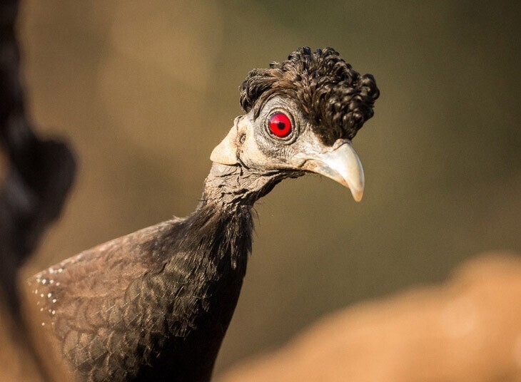 Удивление. Фотограф нашел птицу в Южной Африке и утверждает, что она похожа на Элвиса Пресли. (Фото Jaco Marx):