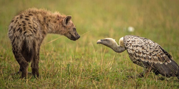  Кто кого переглядит. Гиена и гриф в заповеднике Масаи Мара, Кения. (Фото Majed Sultan):