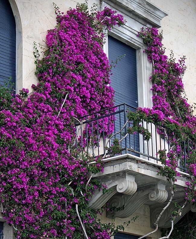 Еще один итальянский балкон украшенный пурпурными цветами.