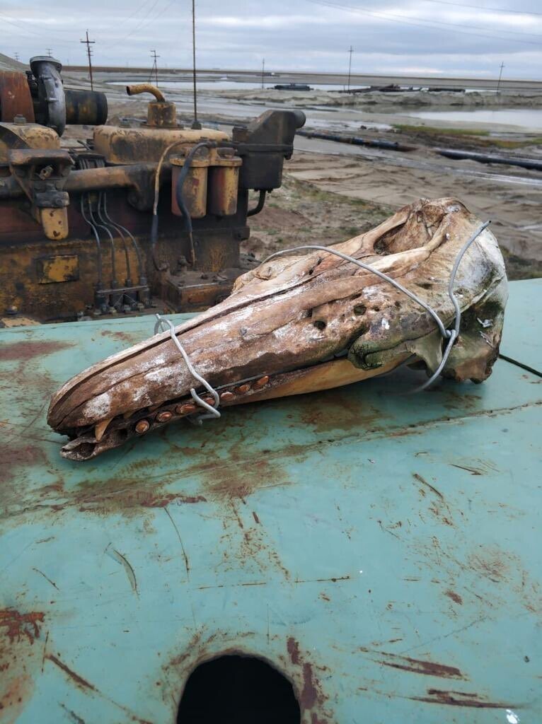 Во время работы в северных водах, нефтяники вытащили из моря череп неизвестного существа