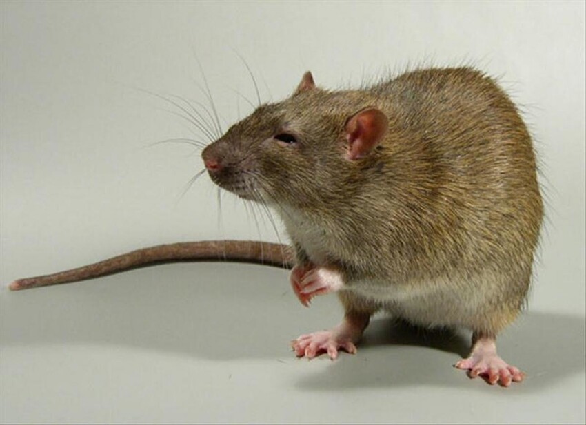 Требуется помощь: как избавиться от крысы в квартире
