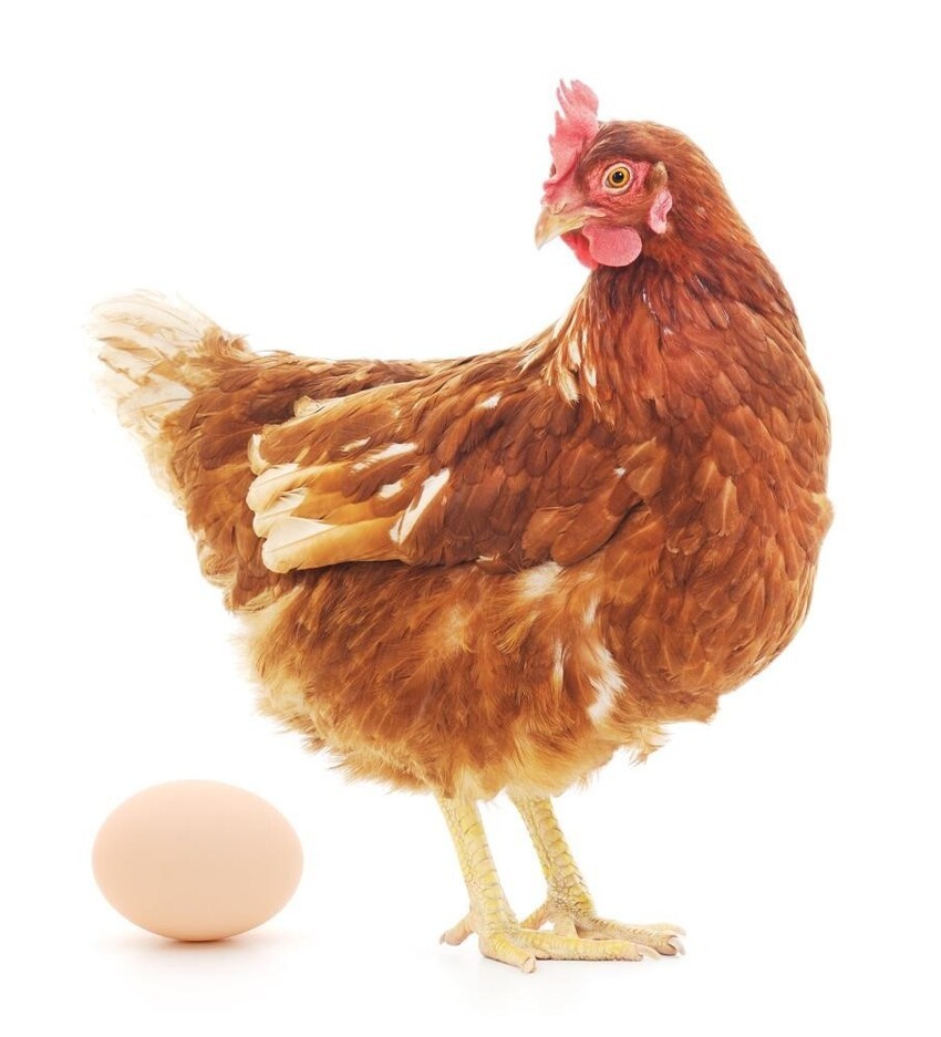 Почему яйца нужно мыть непосредственно перед приготовлением, а не сразу после покупки?