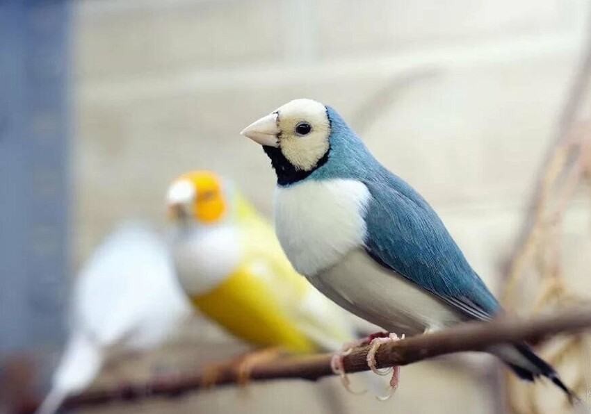 Амадина Гульдана: Жуткие инопланетные птенцы и их превращение в красивейшую птичку