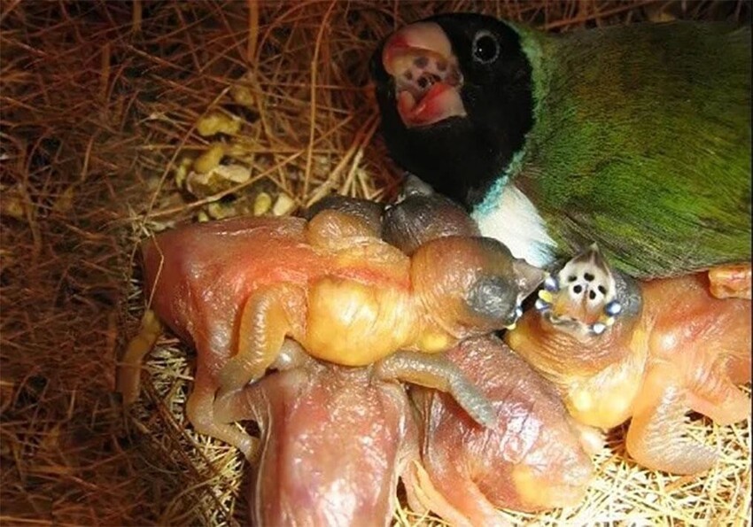 Амадина Гульдана: Жуткие инопланетные птенцы и их превращение в красивейшую птичку