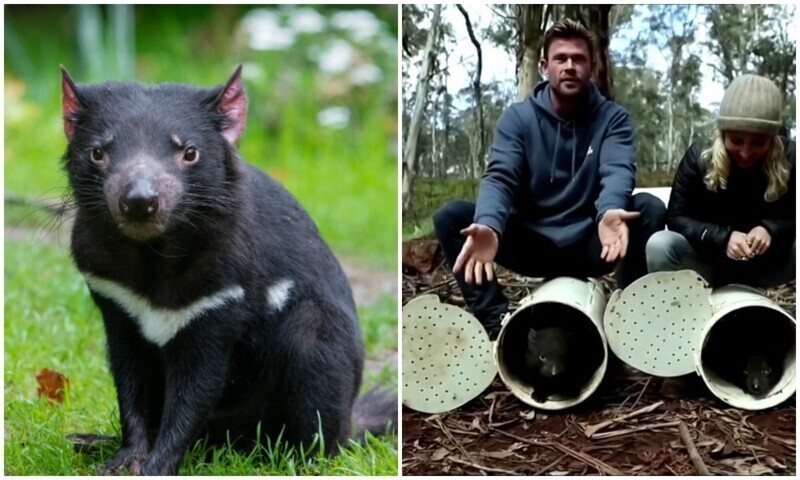 Крис Хемсворт вернул в дикую природу Австралии тасманских дьяволов
