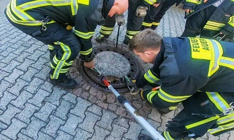 Пожарные спасли крысу, застрявшую в канализационном люке