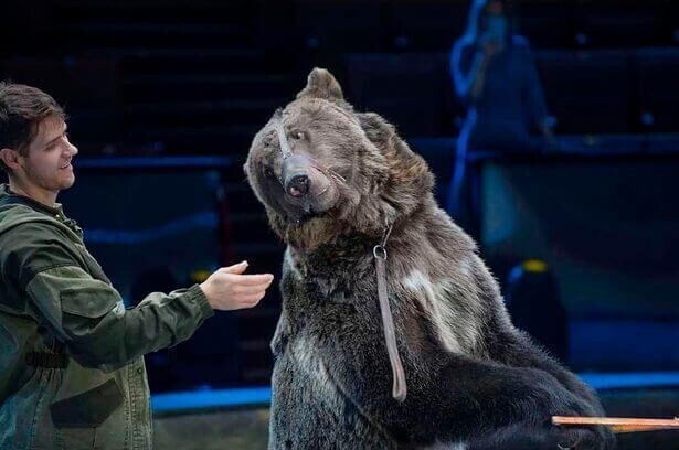Уборщика в московском цирке задрал медведь