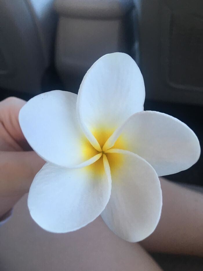 29. Цветок, найденный на Гавайях