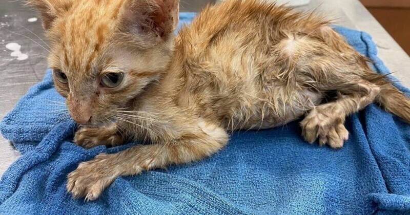Неравнодушная девушка поделилась фотографиями котёнка после его спасения