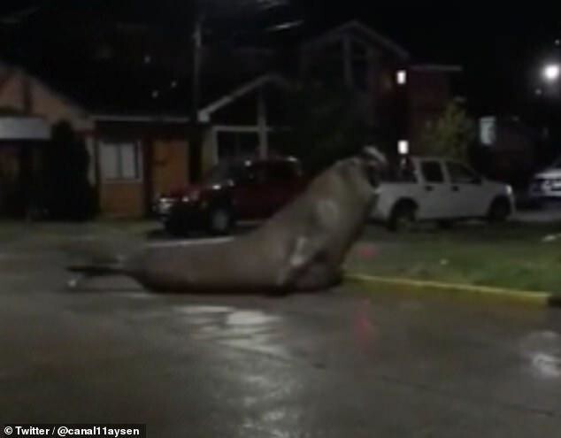 Морской слон забрел в чилийский город и переполошил местных жителей