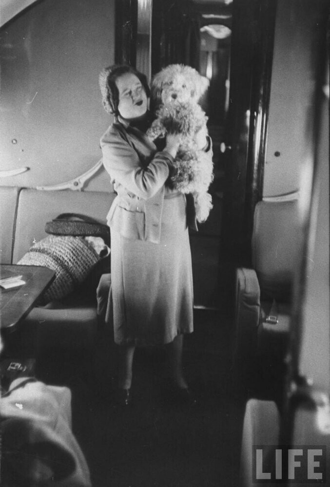 Женщина и собака в салоне самолета