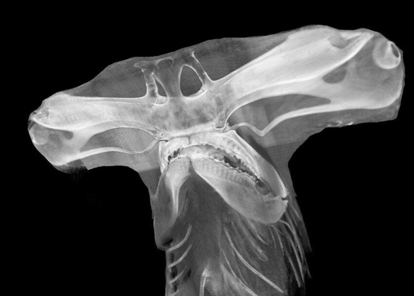 Рентген головы рыбы-молота
