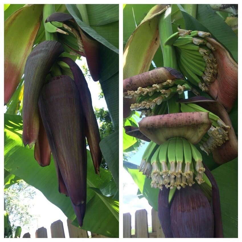 Бананы в начале процесса созревания