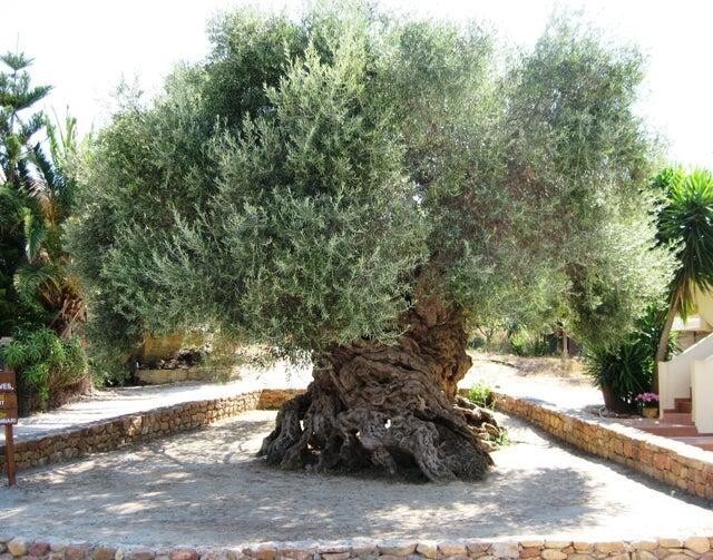 Оливковое дерево на острове Крит, которому 3000 лет, до сих пор даёт плоды