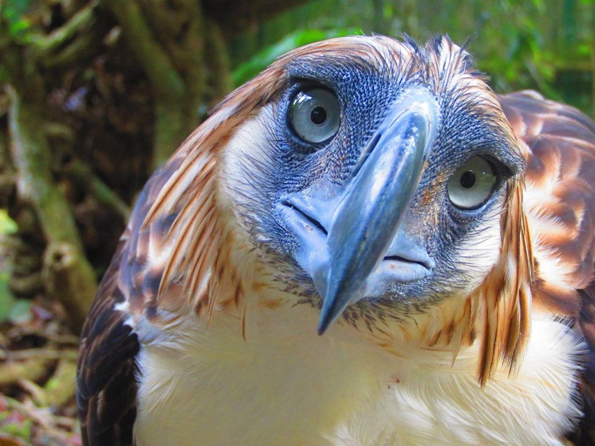 Обезьяноед: Гигантский орёл против приматов. Как охотится птица с «особым» рационом?