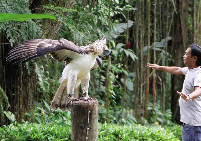 Обезьяноед: Гигантский орёл против приматов. Как охотится птица с «особым» рационом?