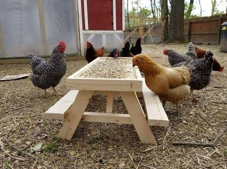 Как насчет стола для цыплят?