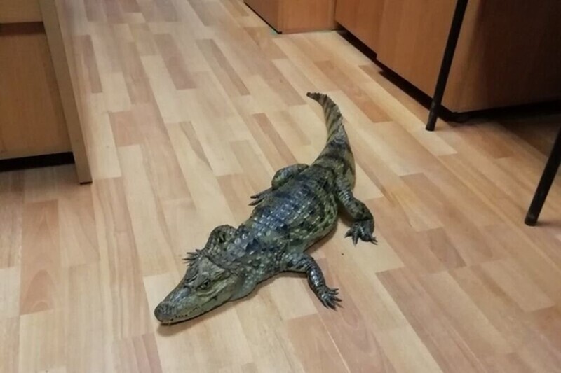 В Вологодской области мужчина, недавно освободившийся из колонии, пришел в полицию с крокодилом