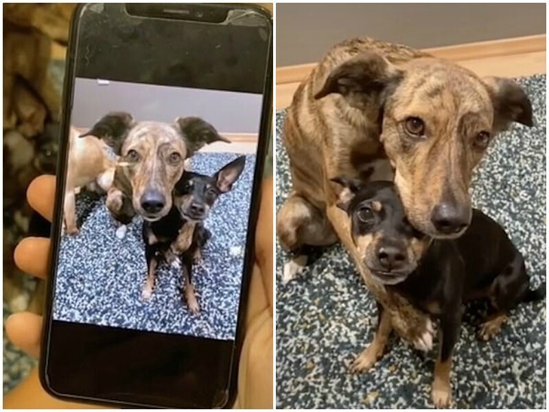 Три собаки забавно "воссоздают" свои фотографии