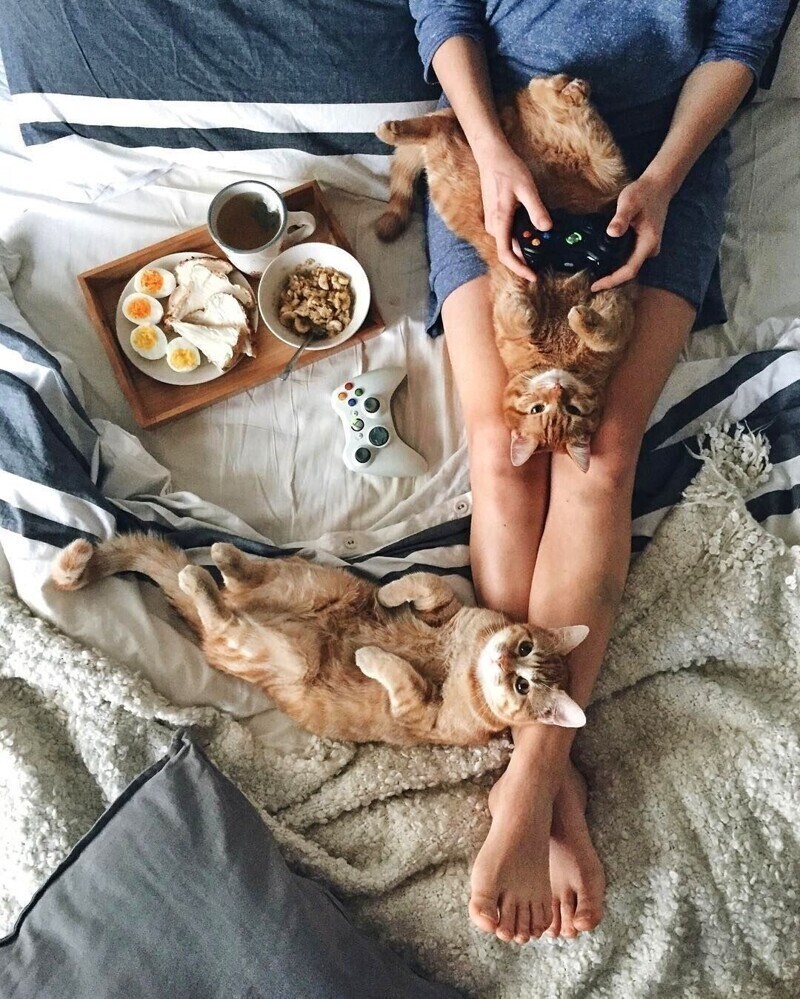 Котики