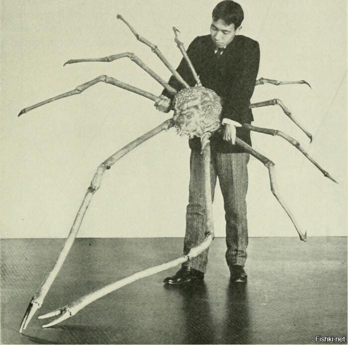 Мужчина держит в руках японского краба-паука, 1904 год