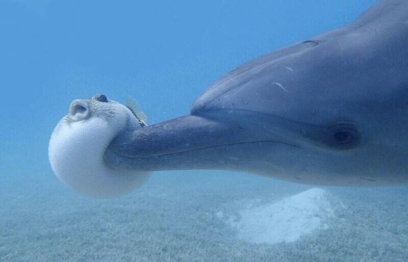 Дельфины сознательно поедают рыб фугу, чтобы получить наркотический кайф