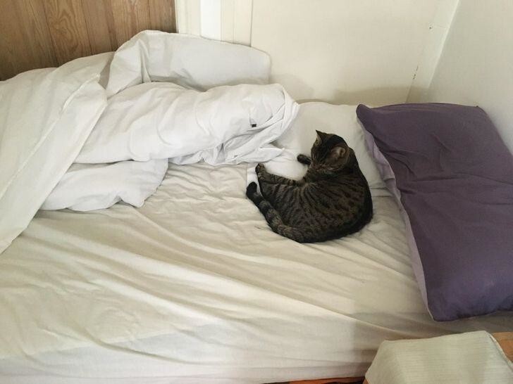 Кровать вроде двуспальная, но вместе с откормленным котиком там трудно поместиться