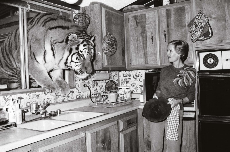 Актриса и активистка по защите животных Типпи Хедрен и ее тигр Грегори в заповеднике Шамбала. 1981