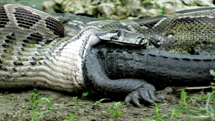 Иероглифовый питон: Анаконда по-африкански. Гигантские змеи питаются крокодилами и антилопами