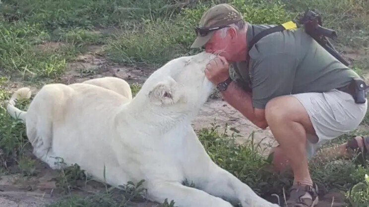 Защитника природы во время игры растерзали две его любимые белые львицы