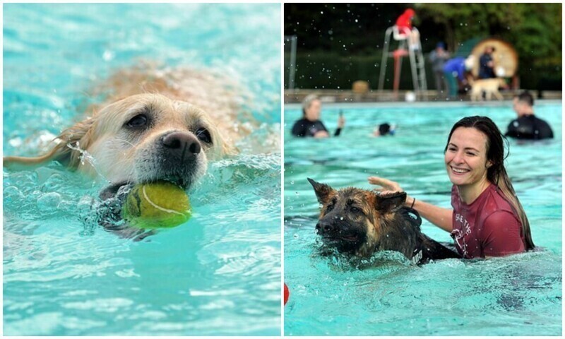 В Англии 800 собак закрыли купальный сезон